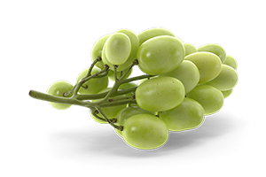 Bodegas y Viñedos de Los Ángeles