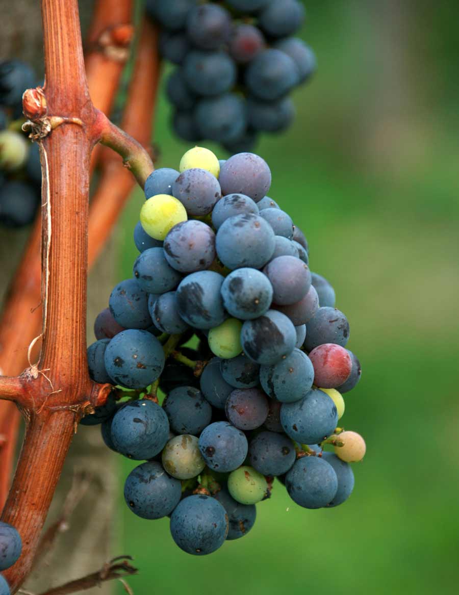 Bodegas del Saz