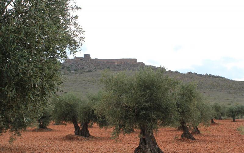 Coop. Ntra. Señora de la Antigua
