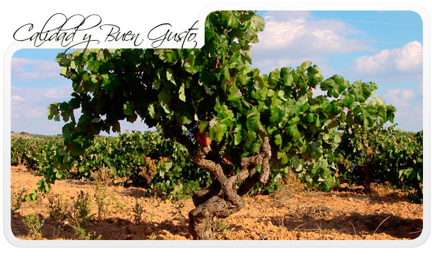 Coop. La Unión, Bodegas Casa Antonete