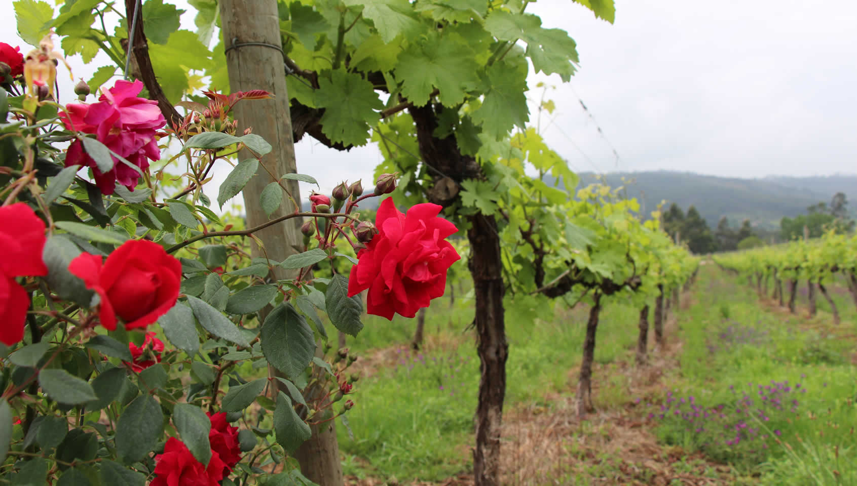 Quinta da Lixa
