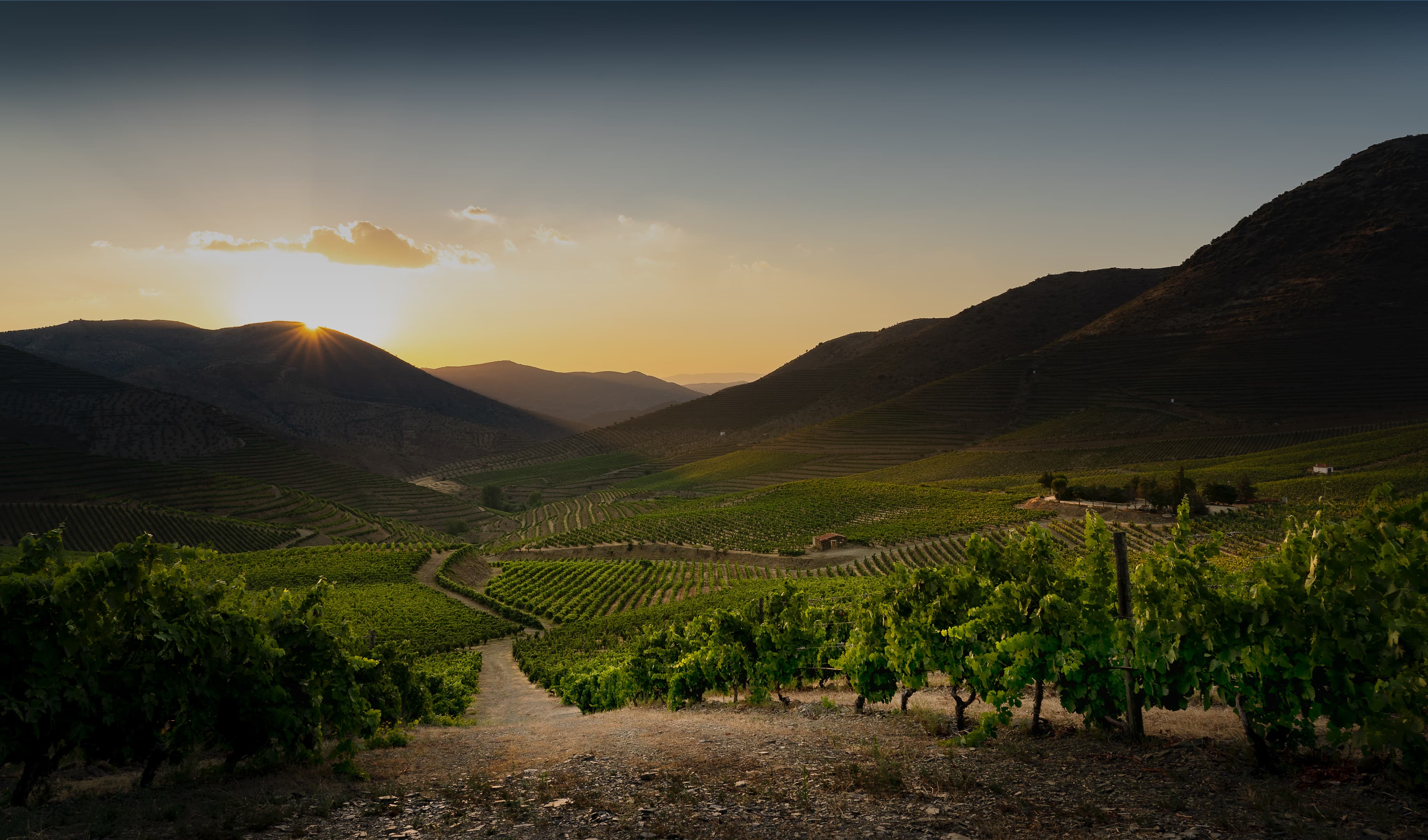 Centro de Vinificação de Vila Real - Sogrape Vinhos