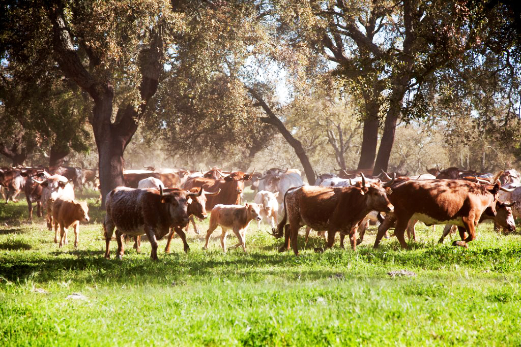 Companhia das Lezírias, S. A.