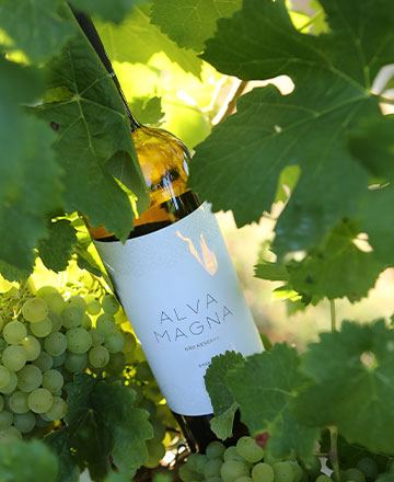 Quinta Vale do Cesto, Lda