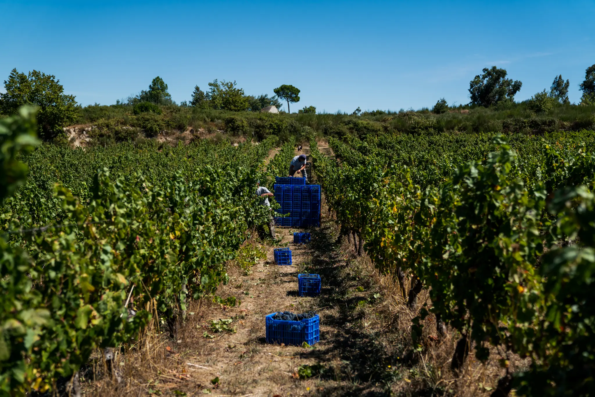 Textura Wines