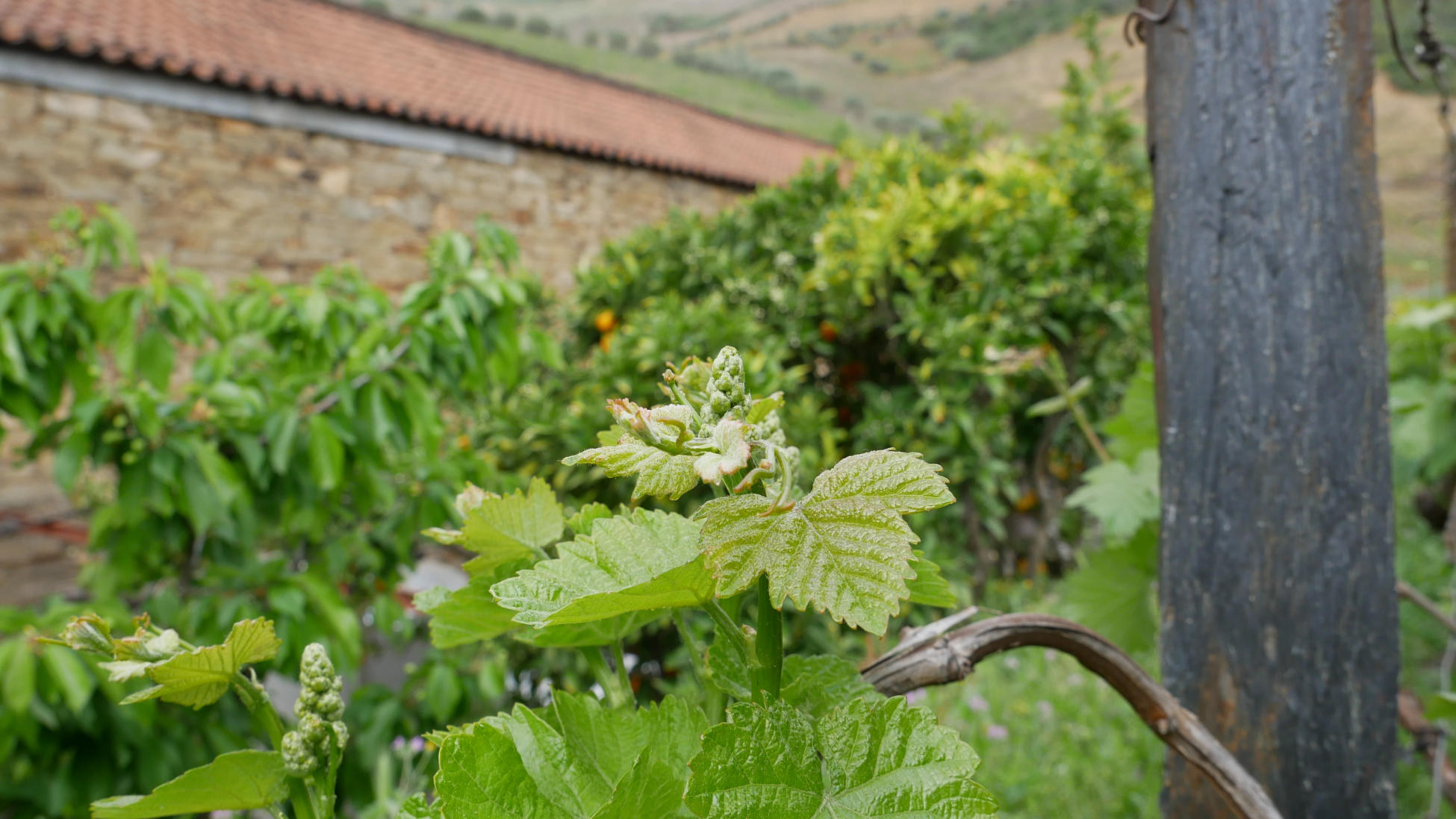 Quinta do Infantado
