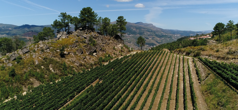 Vinhos Aneto