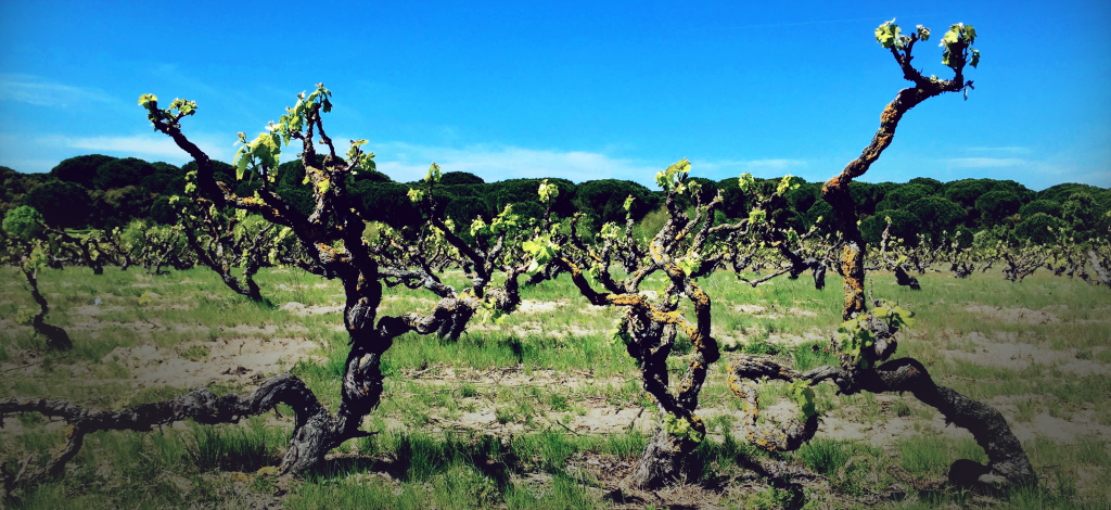 Herdade de Pegos Claros