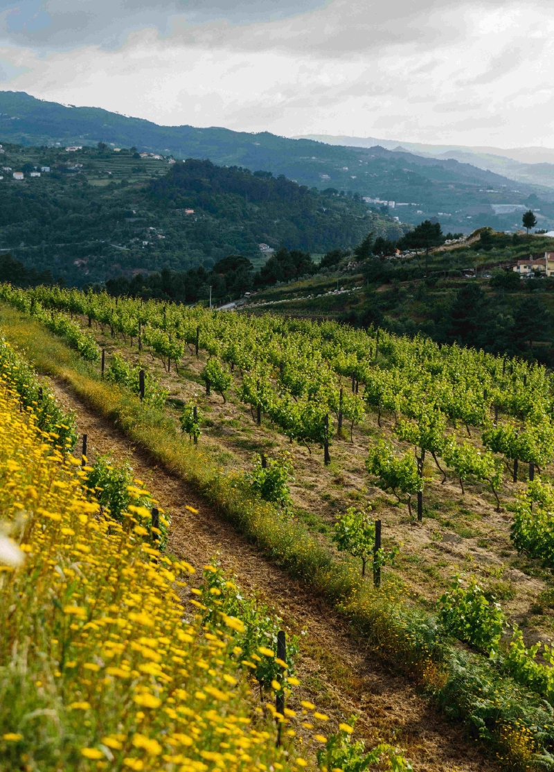 Quinta de Santa Teresa