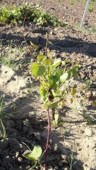 Pitada Verde - Produção Agrícola, Lda