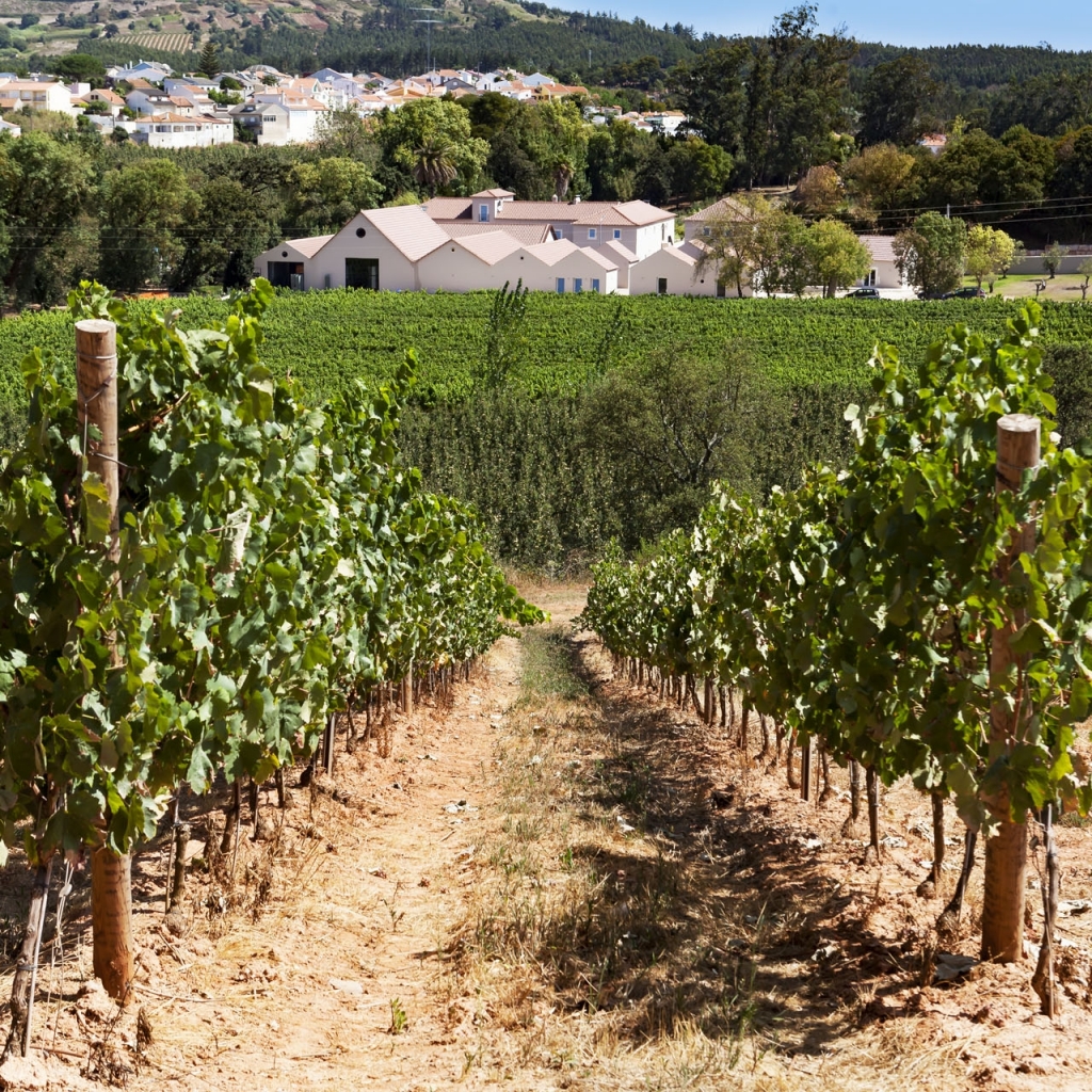 Casa Romana Vini