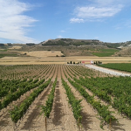 COOPVINHAL - Adega Cooperativa de Alpiarça, C. R. L.