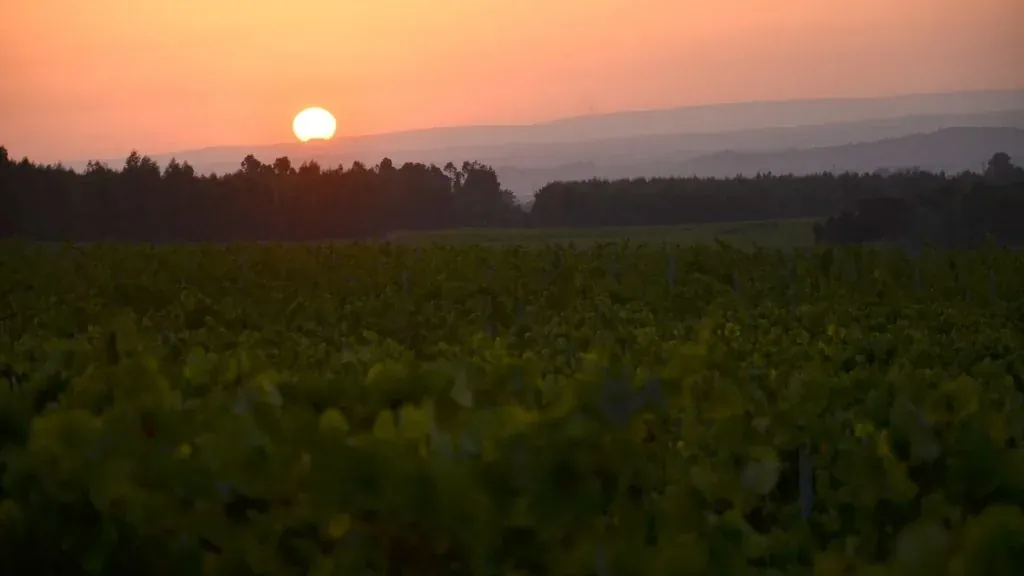 Pinhal da Torre Vinhos, SA
