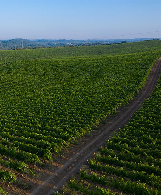 Quinta Vale do Armo - Vinhos e Turismo, Lda.