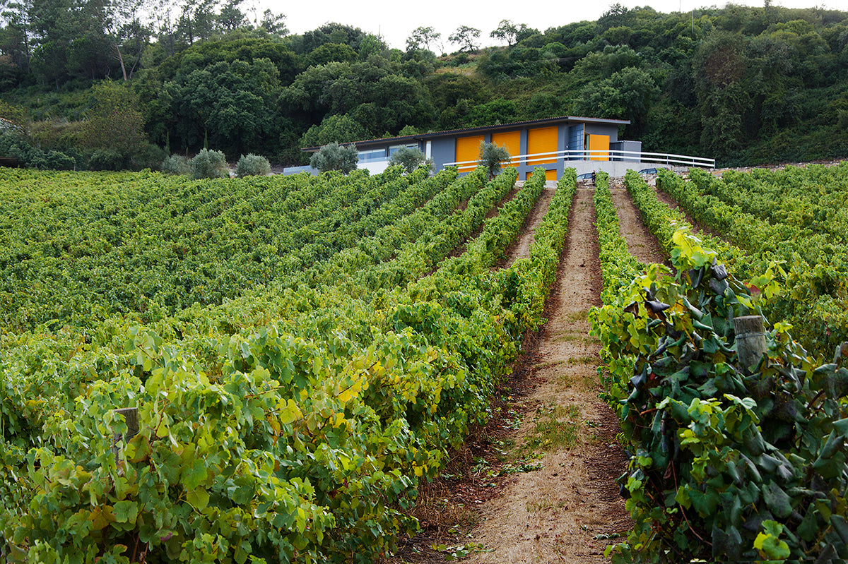 João M. Barbosa Vinhos