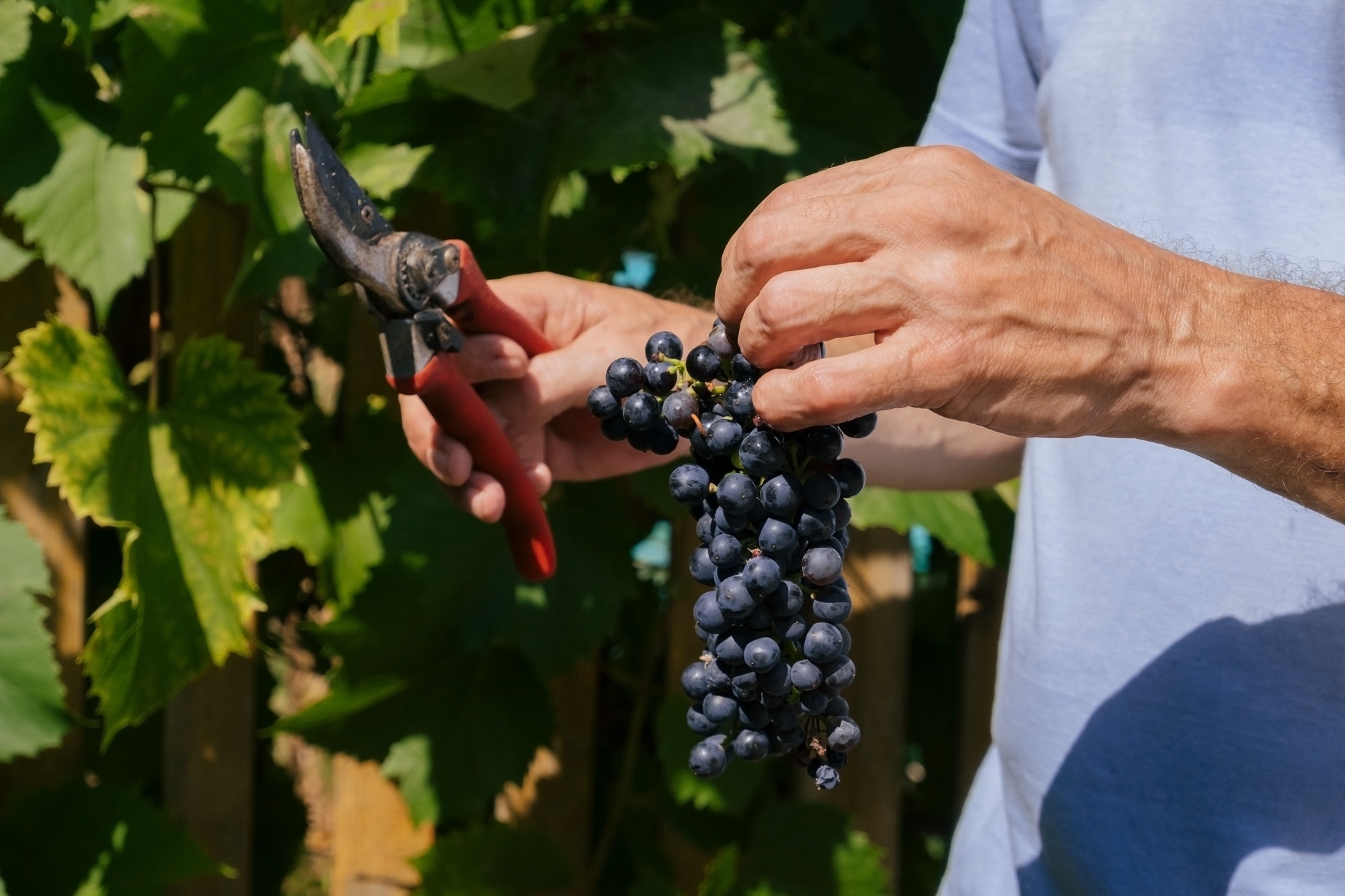 SIVAC (Sociedade Ideal de Vinhos de Aveiras de Cima, S.A.)