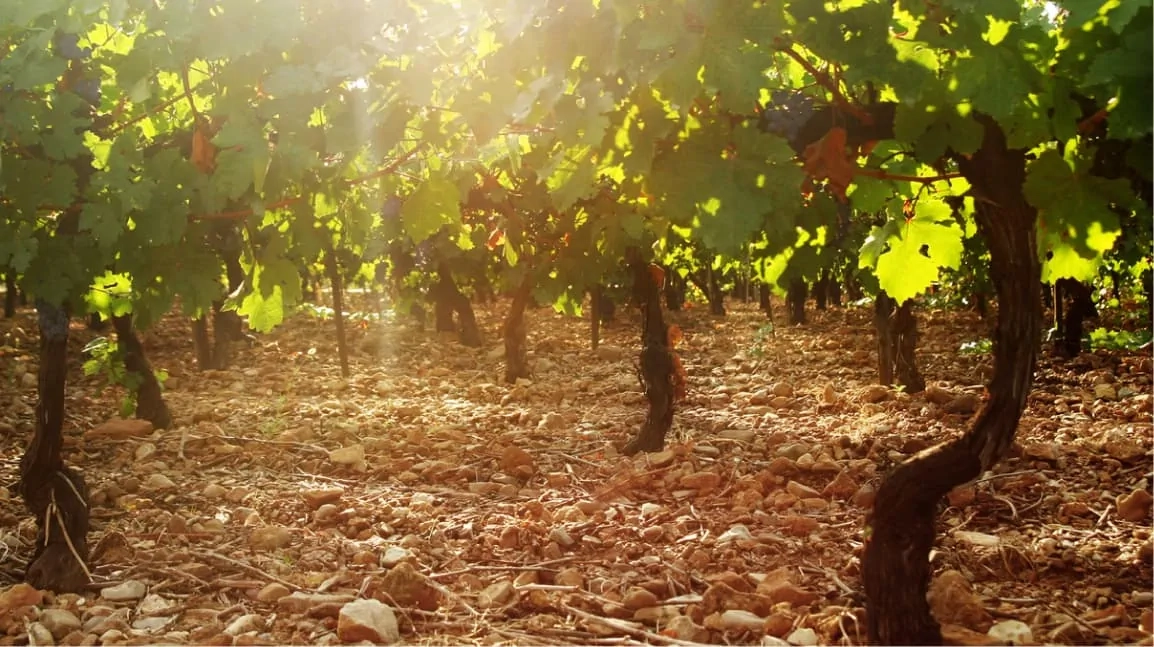 Aliestre Vineyards