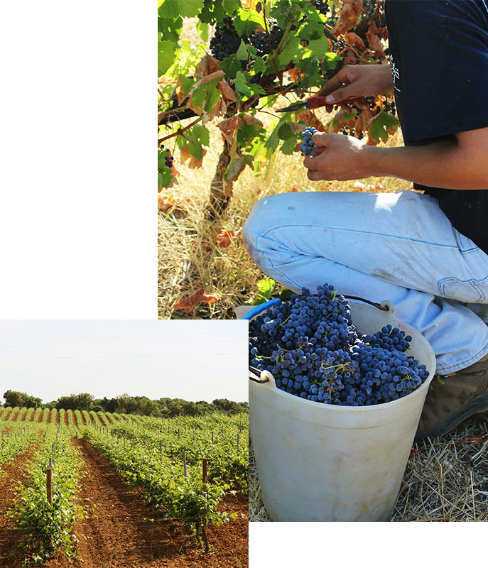 Aromas do Sul – Sociedade de Vinhos do Alentejo