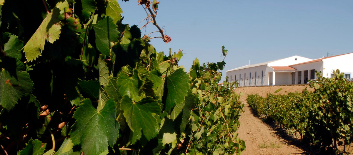 Casa Agrícola Santana Ramalho, Lda.