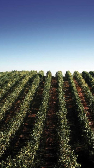 Cooperativa Agrícola de Granja
