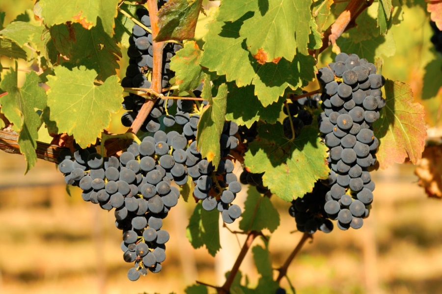 Dona Dorinda Organic Wines