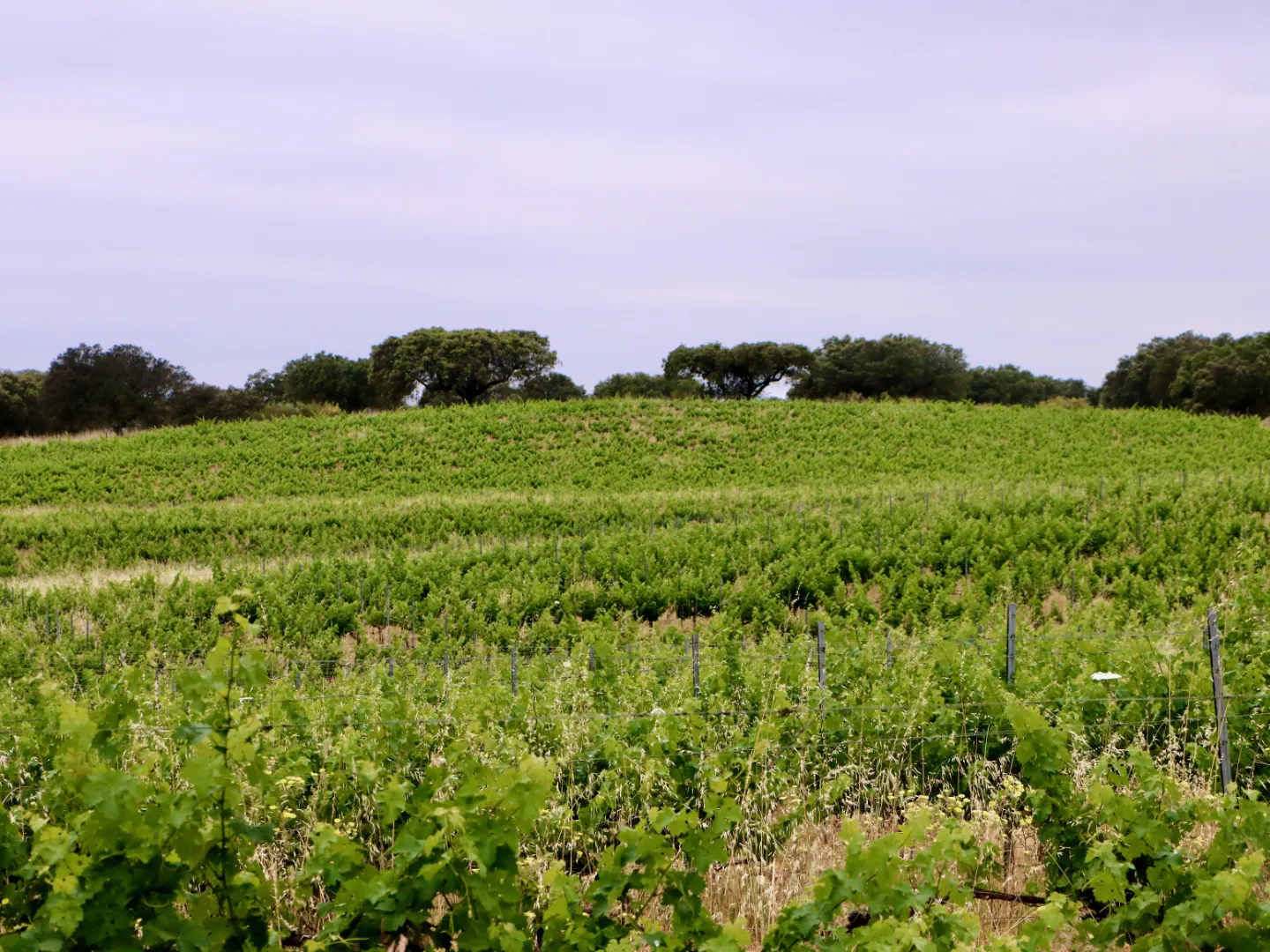 Herdade do Perdigão