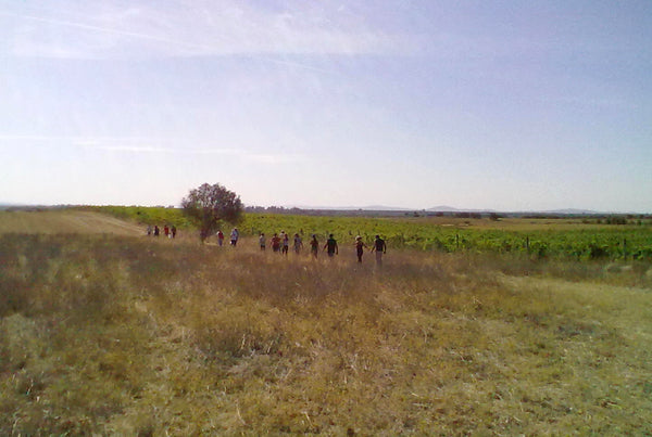 Pateo do Morgado - Turismo & Vinhos