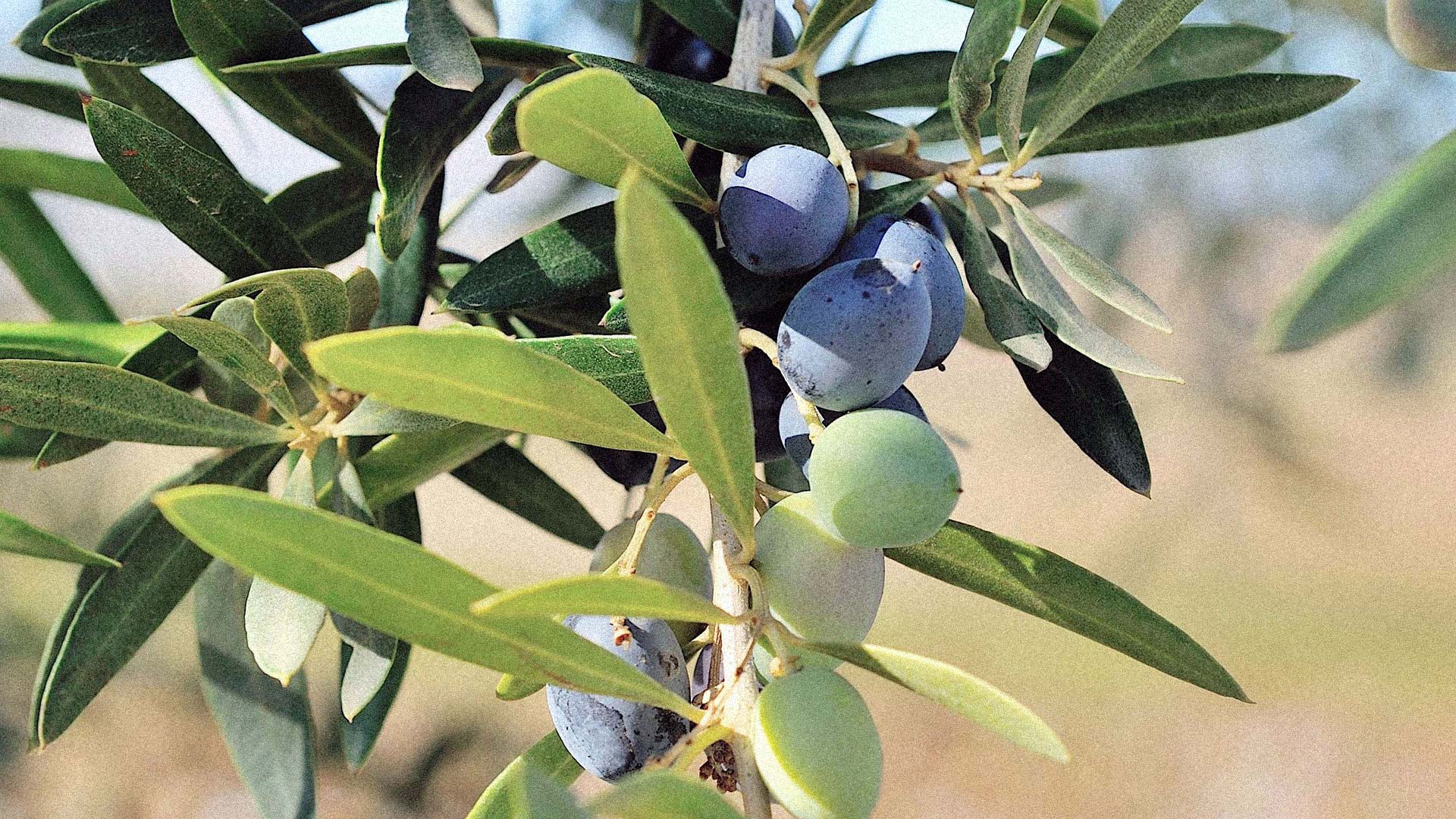 Quinta do Zambujeiro