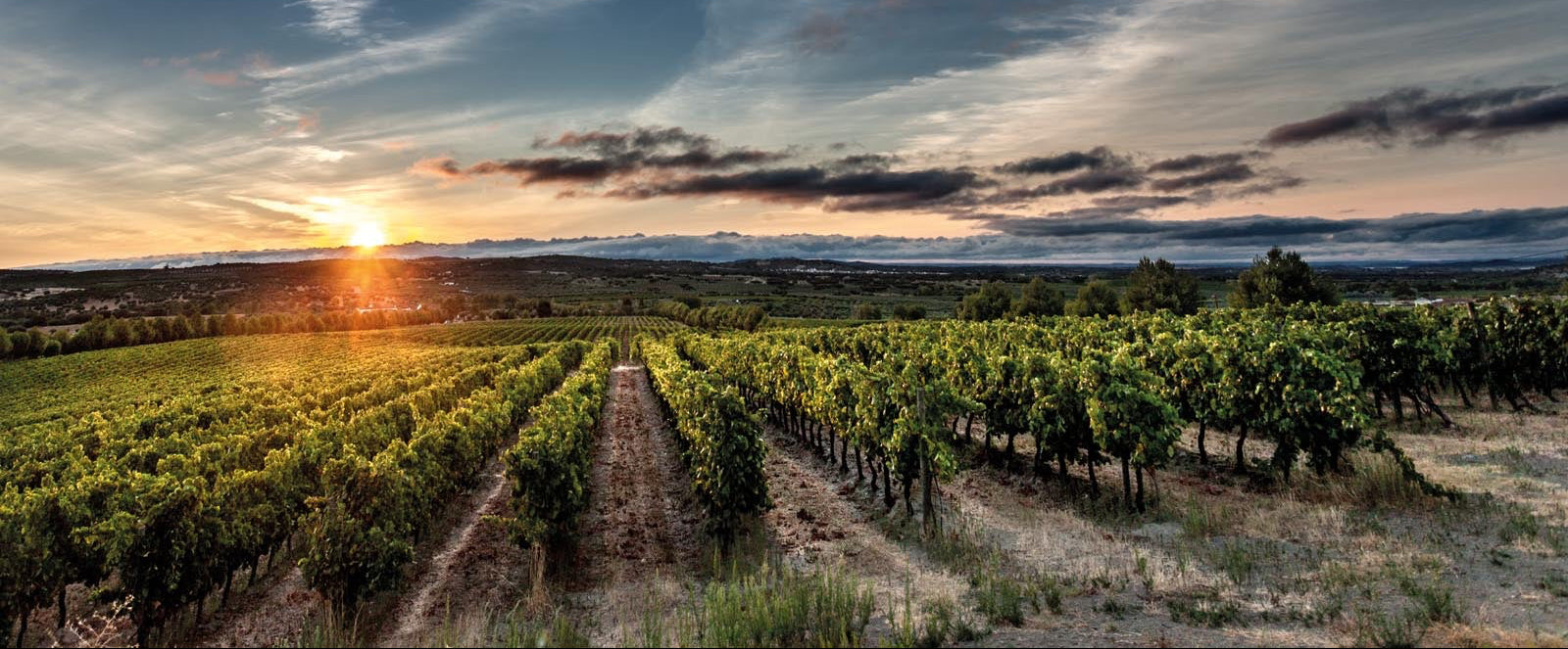 Ribafreixo Wines