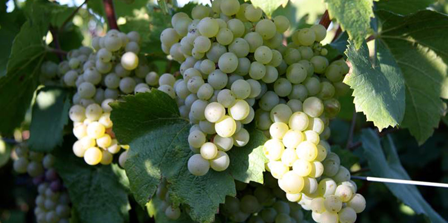 Champagne Alain Bernard