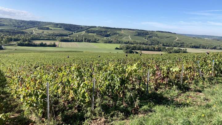 Champagne Benoit Tassin