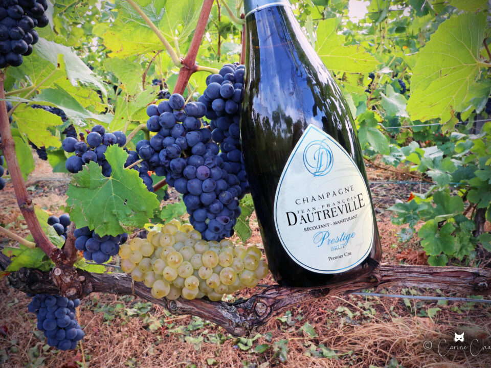 Champagne Dautreville Jean-François