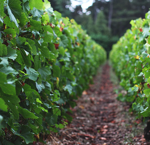 Champagne Henin-Delouvin