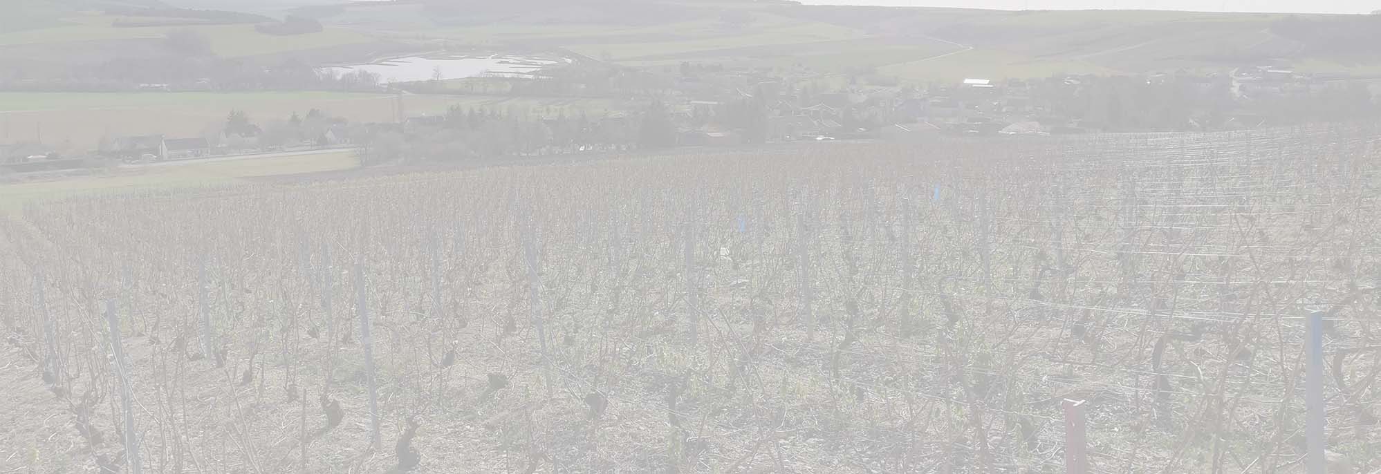Champagne Moutaux