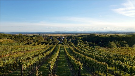Weingut Mann