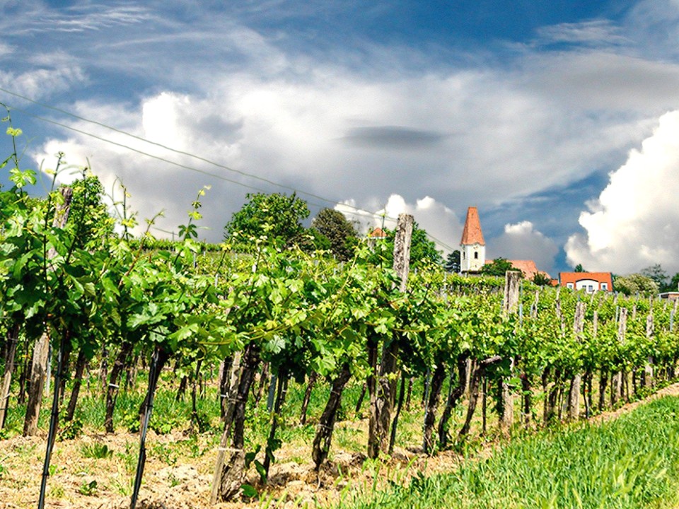 Wieserwein
