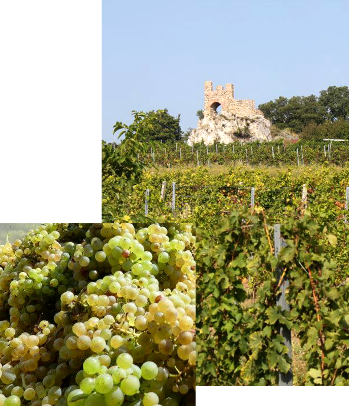 Weinbau Nemeth