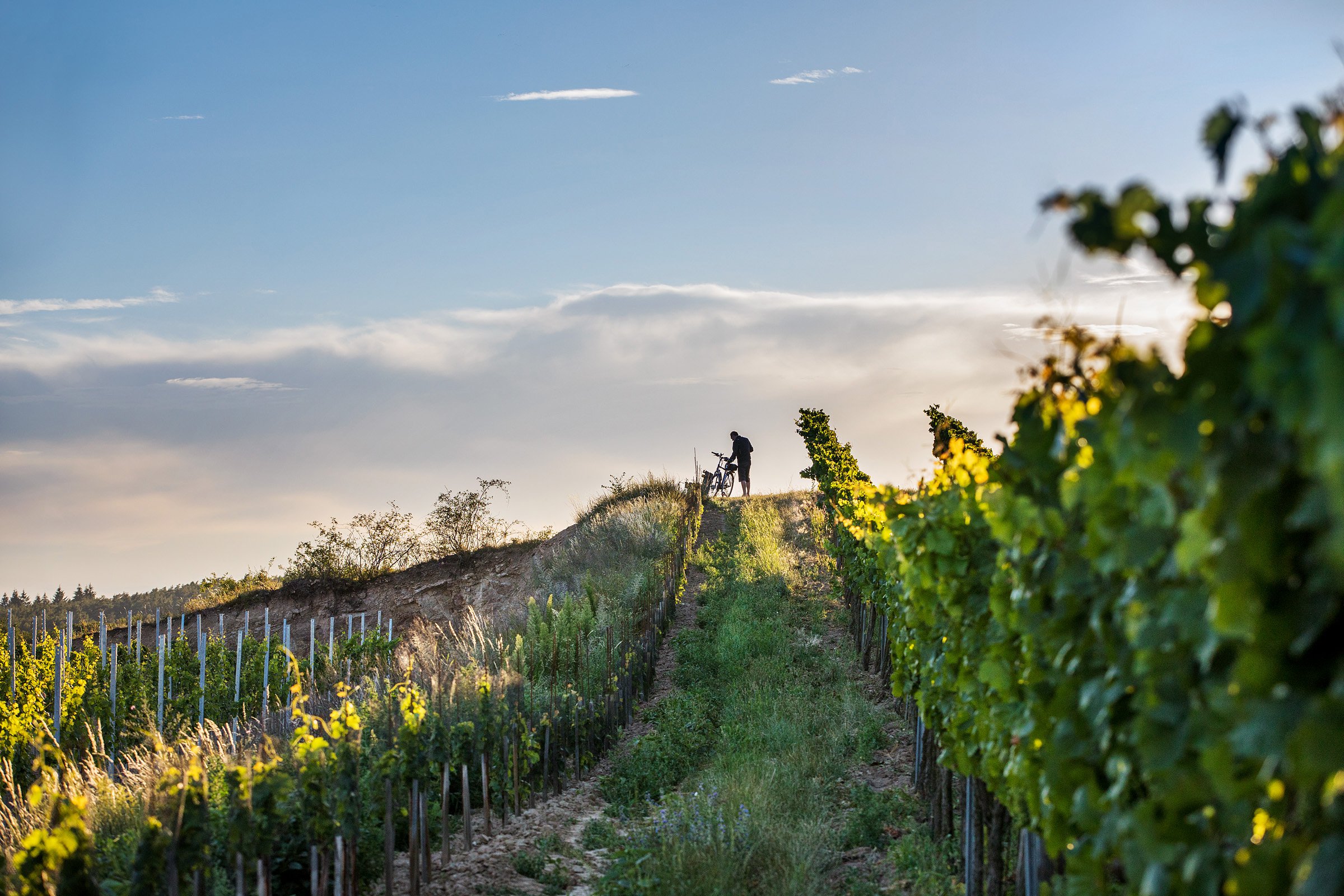 Weinhof Waldschütz