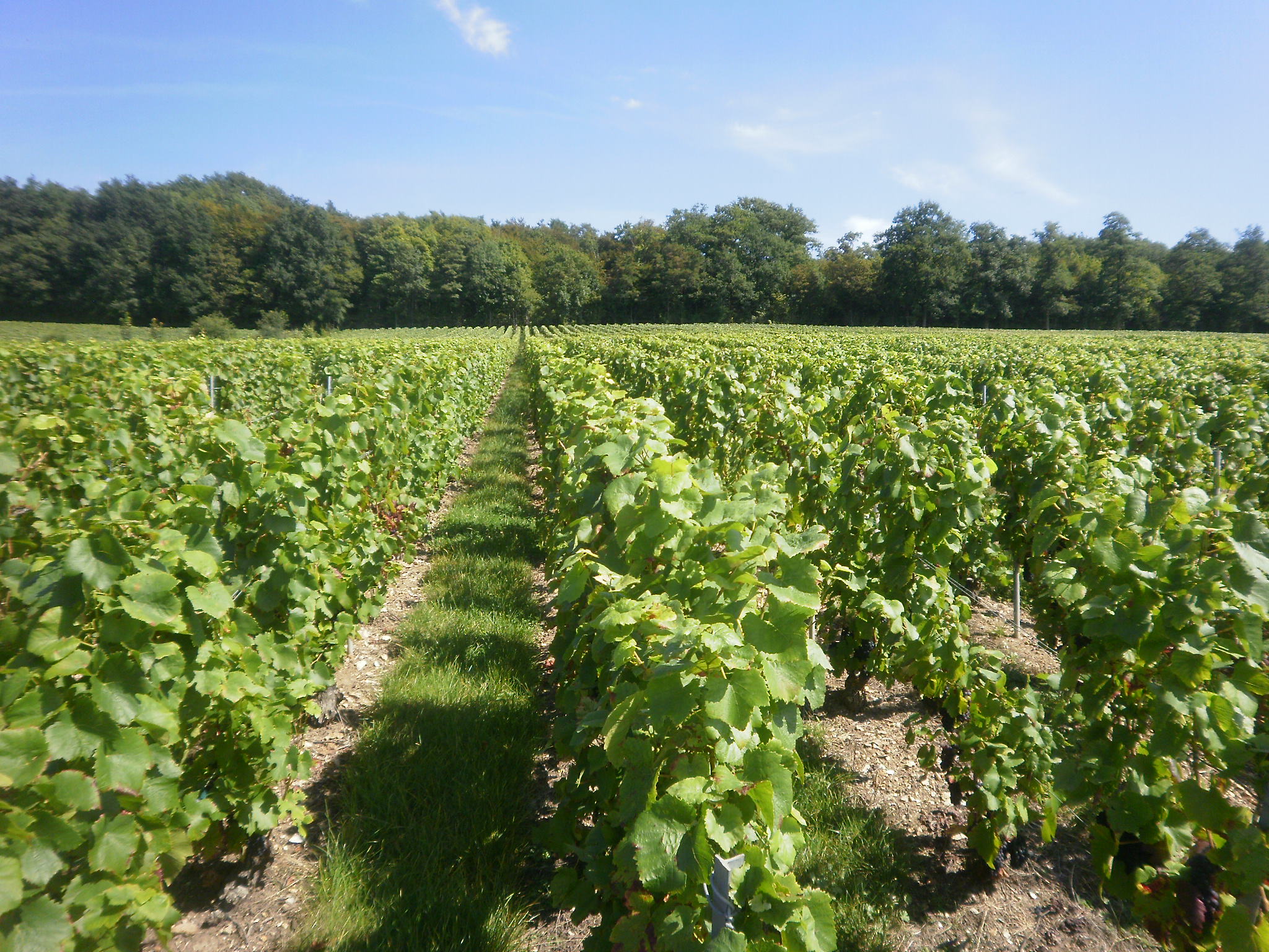 Champagne Simon Legrand