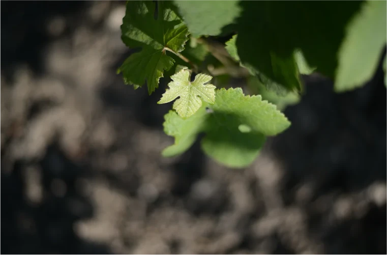 Champagne Emile Leclère