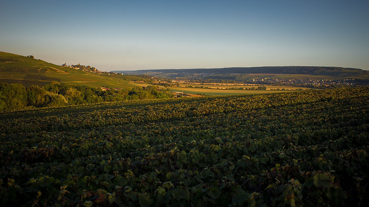 Champagne Delouvin Nowack
