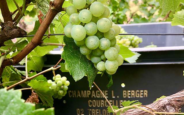 Champagne Lucien Berger