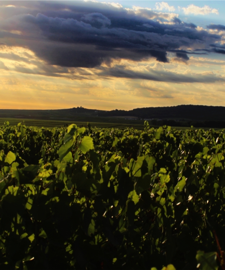 Champagne J.Lassalle