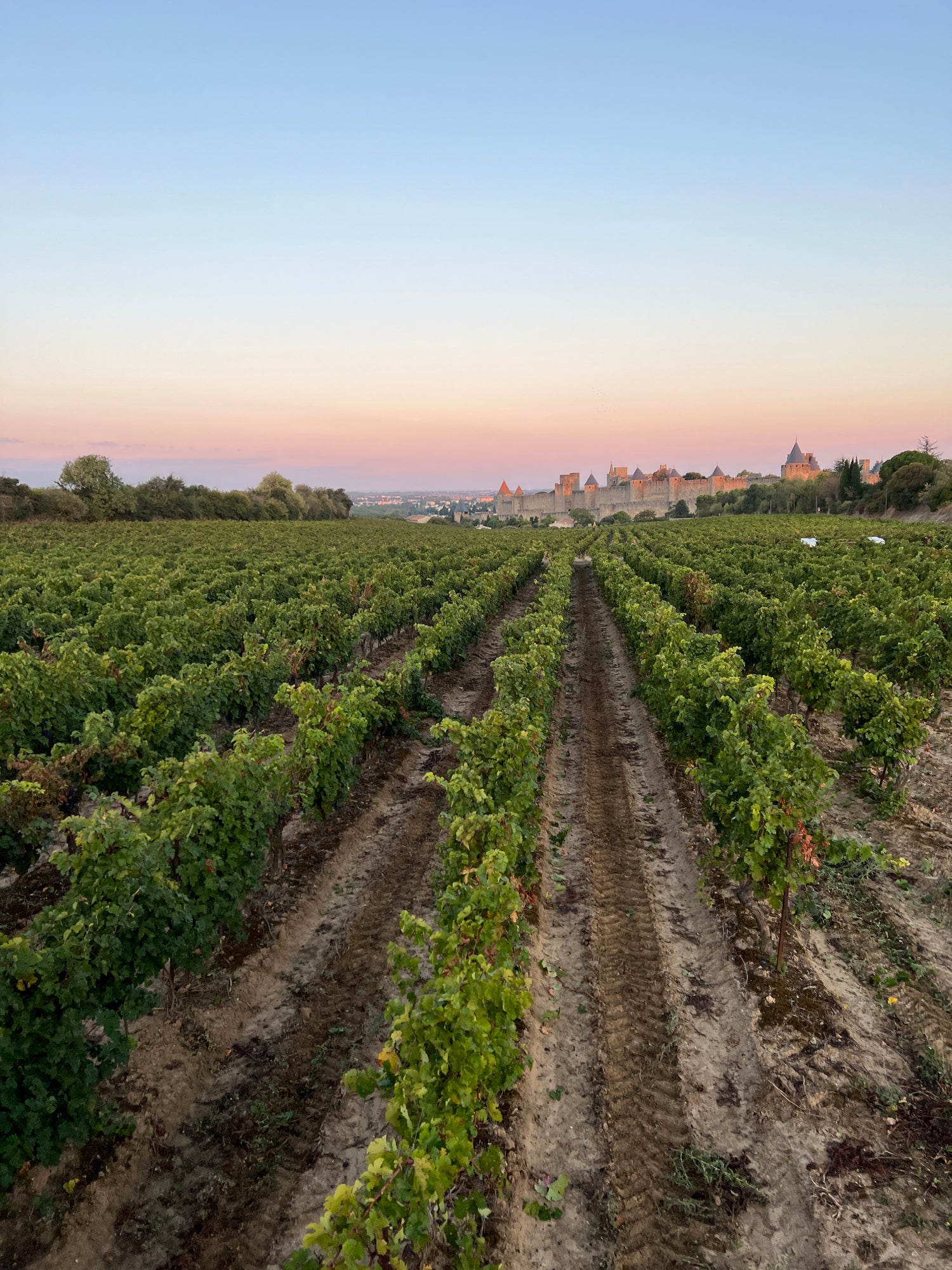 Domaine Metairie Grande