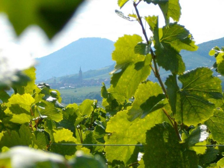 Domaine Meyer Raphaël