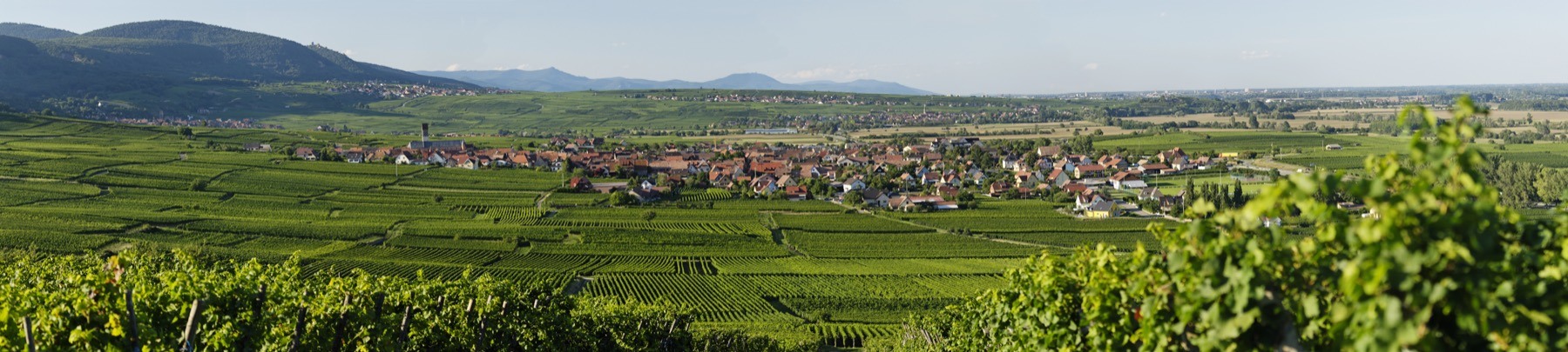 Domaine Moltès - Diringer