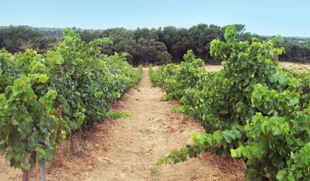 Domaine Moulin-Tacussel