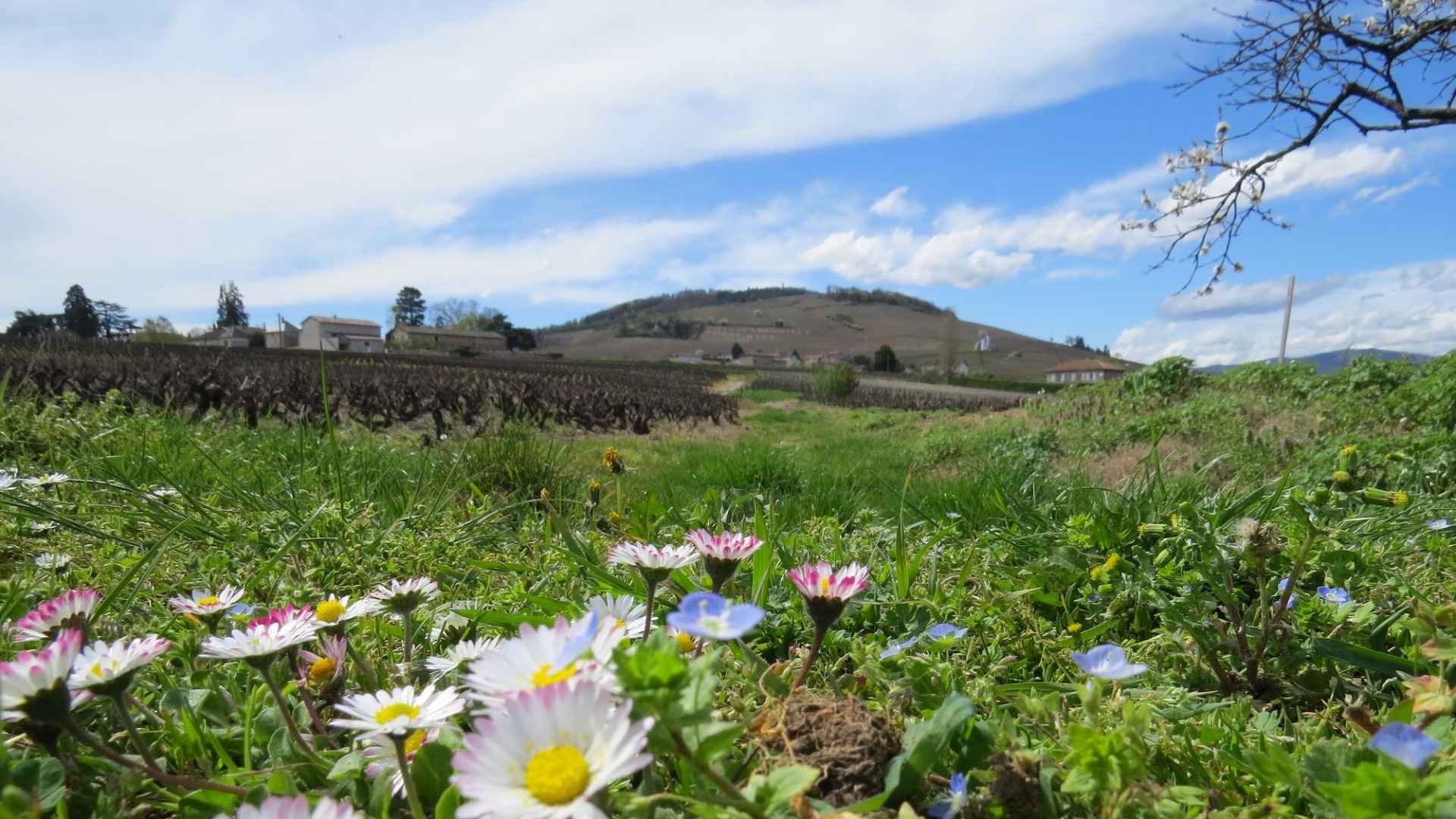 Domaine Pere Benoit