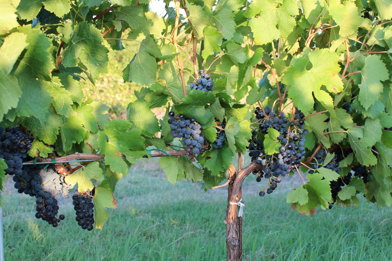 Domaine Pontbriant
