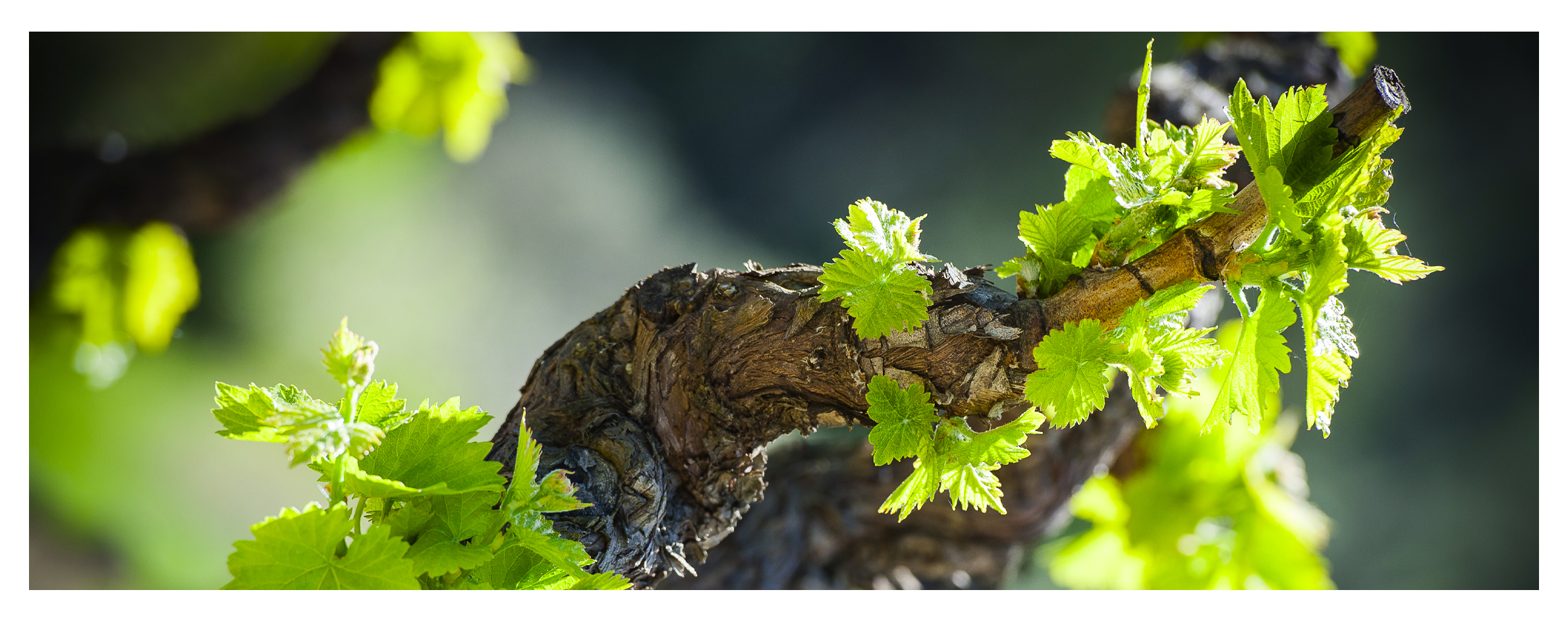 Domaine Ray-Jane